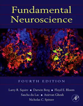 Ghosh / Squire / Berg |  Fundamental Neuroscience | Buch |  Sack Fachmedien