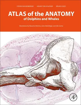 Huggenberger / Oelschläger / Cozzi |  Atlas of the Anatomy of Dolphins and Whales | Buch |  Sack Fachmedien