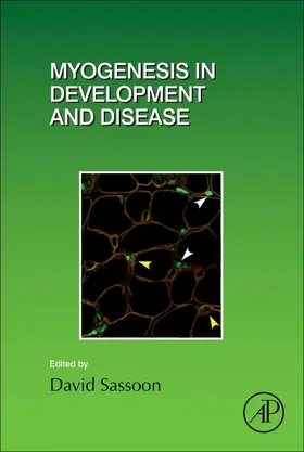 Sassoon |  Myogenesis in Development and Disease | Buch |  Sack Fachmedien