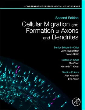 Chen / Kwan |  Cellular Migration and Formation of Axons and Dendrites | Buch |  Sack Fachmedien