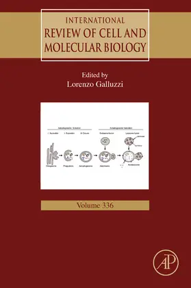 Galluzzi |  International Review of Cell and Molecular Biology | eBook | Sack Fachmedien