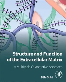 Suki |  Structure and Function of the Extracellular Matrix | Buch |  Sack Fachmedien