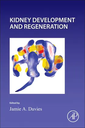  Kidney Development and Regeneration | Buch |  Sack Fachmedien