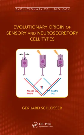Schlosser |  Evolutionary Origin of Sensory and Neurosecretory Cell Types | Buch |  Sack Fachmedien
