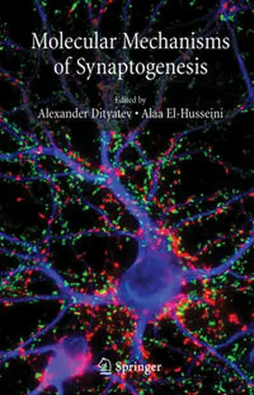 Dityatev / El-Husseini |  Molecular Mechanisms of Synaptogenesis | Buch |  Sack Fachmedien