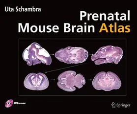 Schambra |  Prenatal Mouse Brain Atlas | Buch |  Sack Fachmedien