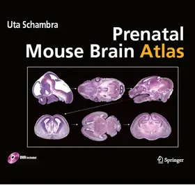 Schambra |  Prenatal Mouse Brain Atlas | eBook | Sack Fachmedien