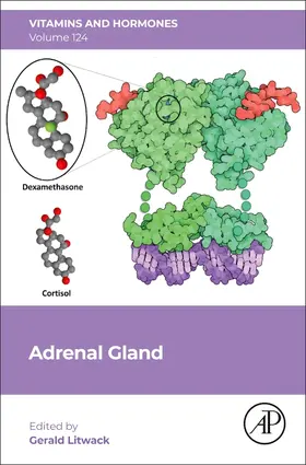  Adrenal Gland | Buch |  Sack Fachmedien