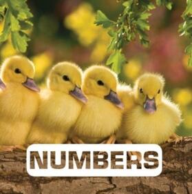 Nouvion |  Numbers | Buch |  Sack Fachmedien