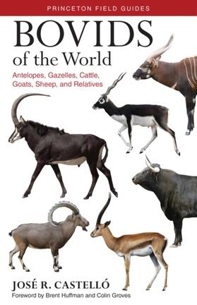 Castelló |  Bovids of the World | Buch |  Sack Fachmedien