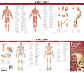  Anatomical Chart Company's Illustrated Pocket Anatomy: The Muscular & Skeletal Systems Study Guide | Loseblattwerk |  Sack Fachmedien