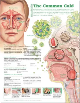  Understanding the Common Cold Anatomical Chart | Sonstiges |  Sack Fachmedien