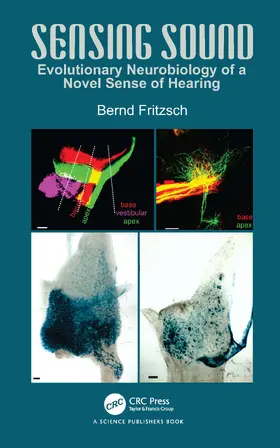 Fritzsch | Sensing Sound | Buch | 978-1-032-57653-4 | sack.de