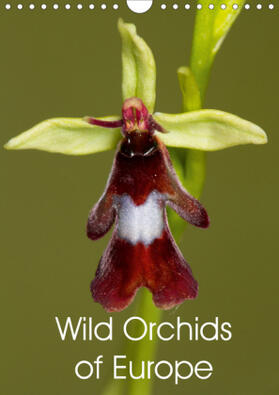 Wilson |  Wild Orchids of Europe (Wall Calendar 2021 DIN A4 Portrait) | Sonstiges |  Sack Fachmedien
