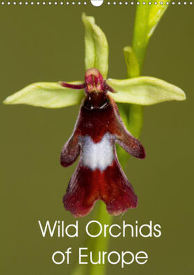 Wilson |  Wild Orchids of Europe (Wall Calendar 2021 DIN A3 Portrait) | Sonstiges |  Sack Fachmedien