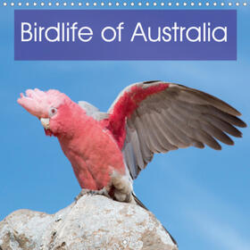 Wilson |  Birdlife of Australia (Wall Calendar 2021 300 × 300 mm Square) | Sonstiges |  Sack Fachmedien