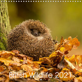 Bridger |  British Wildlife 2021 (Wall Calendar 2021 300 × 300 mm Square) | Sonstiges |  Sack Fachmedien