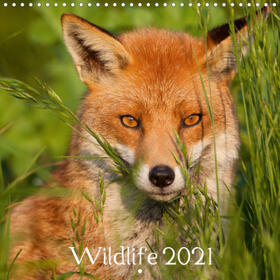 Bridger |  Wildlife 2021 (Wall Calendar 2021 300 × 300 mm Square) | Sonstiges |  Sack Fachmedien