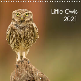 Bridger |  Little owls (Wall Calendar 2021 300 × 300 mm Square) | Sonstiges |  Sack Fachmedien