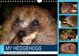 Loewis of Menar |  My hedgehogs - Nocturnal visitors in the garden (Wall Calendar 2021 DIN A4 Landscape) | Sonstiges |  Sack Fachmedien