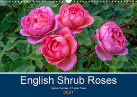 Russell |  English Shrub Roses (Wall Calendar 2021 DIN A3 Landscape) | Sonstiges |  Sack Fachmedien
