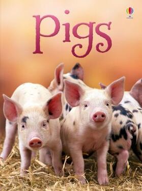 Maclaine |  Pigs | Buch |  Sack Fachmedien