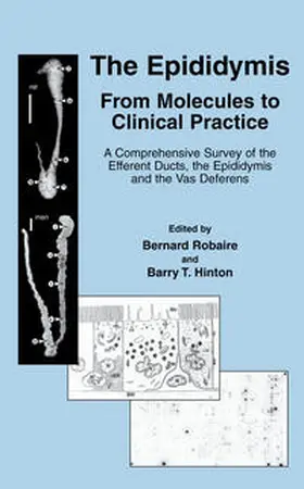 Robaire / Hinton |  The Epididymis: From Molecules to Clinical Practice | eBook | Sack Fachmedien