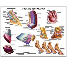  Equine Foot & Hoof Wall Chart | Sonstiges |  Sack Fachmedien