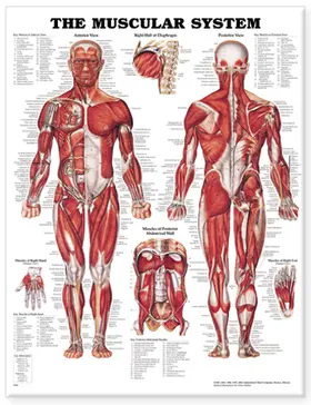  The Muscular System Anatomical Chart | Sonstiges |  Sack Fachmedien