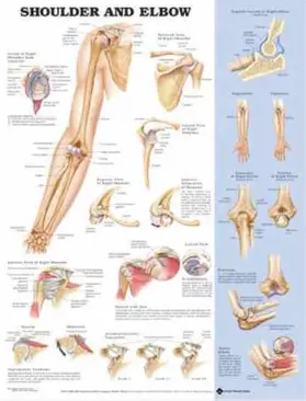 Shoulder and Elbow Anatomical Chart | Sonstiges | 978-1-58779-685-2 | sack.de