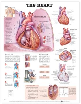  The Heart Anatomical Chart | Sonstiges |  Sack Fachmedien
