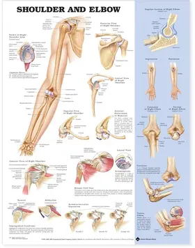  Shoulder and Elbow Anatomical Chart | Buch |  Sack Fachmedien