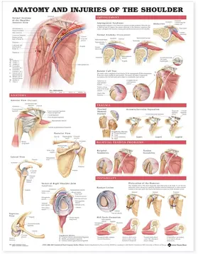  Anatomy and Injuries of the Shoulder Anatomical Chart | Sonstiges |  Sack Fachmedien