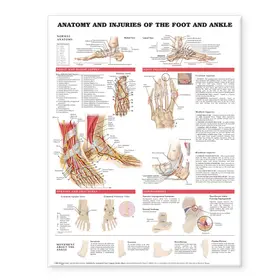  Anatomy and Injuries of the Foot and Ankle | Buch |  Sack Fachmedien