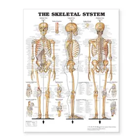 The Skeletal System Giant Chart | Sonstiges | 978-1-58779-982-2 | sack.de