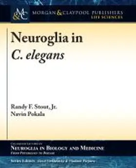 Stout / Pokala / Verkhratsky |  Neuroglia in C. elegans | Buch |  Sack Fachmedien