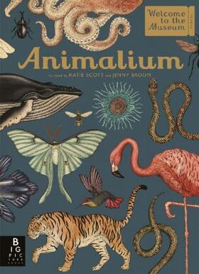 Broom |  Animalium | Buch |  Sack Fachmedien