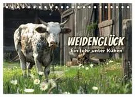 CALVENDO / R. Stuhlmann |  Weidenglück: Ein Jahr unter Kühen (Tischkalender 2025 DIN A5 quer), CALVENDO Monatskalender | Sonstiges |  Sack Fachmedien