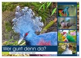 CALVENDO / Kleemann |  Wer gurrt denn da? (Wandkalender 2025 DIN A2 quer), CALVENDO Monatskalender | Sonstiges |  Sack Fachmedien