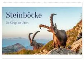 CALVENDO / Kramer |  Steinböcke - Die Könige der Alpen (Wandkalender 2025 DIN A2 quer), CALVENDO Monatskalender | Sonstiges |  Sack Fachmedien
