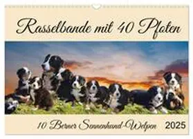 CALVENDO / Kleemann |  Rasselbande mit 40 Pfoten (Wandkalender 2025 DIN A3 quer), CALVENDO Monatskalender | Sonstiges |  Sack Fachmedien