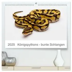 CALVENDO / Lang |  Königspythons - bunte Schlangen (hochwertiger Premium Wandkalender 2025 DIN A2 quer), Kunstdruck in Hochglanz | Sonstiges |  Sack Fachmedien