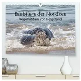 CALVENDO / Quentin |  Raubtier der Nordsee - Kegelrobben vor Helgoland (hochwertiger Premium Wandkalender 2025 DIN A2 quer), Kunstdruck in Hochglanz | Sonstiges |  Sack Fachmedien