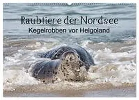 CALVENDO / Quentin |  Raubtier der Nordsee - Kegelrobben vor Helgoland (Wandkalender 2025 DIN A2 quer), CALVENDO Monatskalender | Sonstiges |  Sack Fachmedien