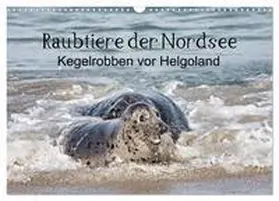 CALVENDO / Quentin |  Raubtier der Nordsee - Kegelrobben vor Helgoland (Wandkalender 2025 DIN A3 quer), CALVENDO Monatskalender | Sonstiges |  Sack Fachmedien