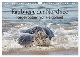 CALVENDO / Quentin |  Raubtier der Nordsee - Kegelrobben vor Helgoland (Wandkalender 2025 DIN A4 quer), CALVENDO Monatskalender | Sonstiges |  Sack Fachmedien