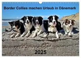 CALVENDO / Busch |  Border Collies machen Urlaub in Dänemark (Wandkalender 2025 DIN A3 quer), CALVENDO Monatskalender | Sonstiges |  Sack Fachmedien