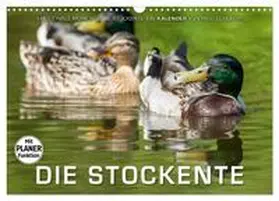 CALVENDO / Gerlach | Emotionale Momente: Die Stockente. (Wandkalender 2025 DIN A3 quer), CALVENDO Monatskalender | Sonstiges | 978-3-435-54197-3 | sack.de