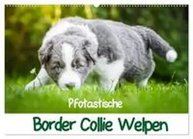 CALVENDO / Mayer |  Pfotastische Border Collie Welpen (Wandkalender 2025 DIN A2 quer), CALVENDO Monatskalender | Sonstiges |  Sack Fachmedien