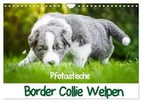 CALVENDO / Mayer |  Pfotastische Border Collie Welpen (Wandkalender 2025 DIN A4 quer), CALVENDO Monatskalender | Sonstiges |  Sack Fachmedien